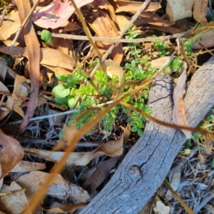 Acaena echinata at QPRC LGA - suppressed