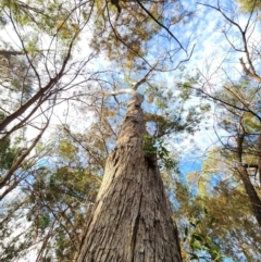 Eucalyptus consideniana (Prickly Stringybark, Yertchuk) at Eden, NSW - 28 Apr 2024 by Steve818