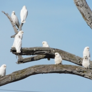 Cacatua sanguinea at Symonston, ACT - 28 Apr 2024 11:06 AM