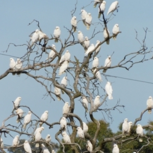 Cacatua sanguinea at Symonston, ACT - 28 Apr 2024 11:06 AM