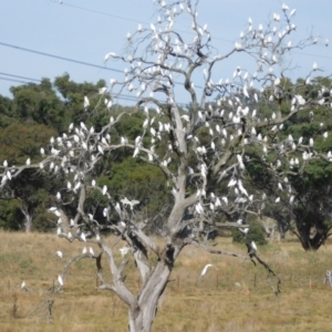 Cacatua sanguinea at Symonston, ACT - 28 Apr 2024 11:06 AM