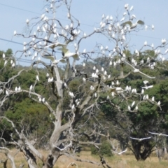 Cacatua sanguinea at Symonston, ACT - 28 Apr 2024 11:06 AM