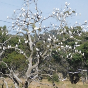 Cacatua sanguinea at Symonston, ACT - 28 Apr 2024 11:06 AM