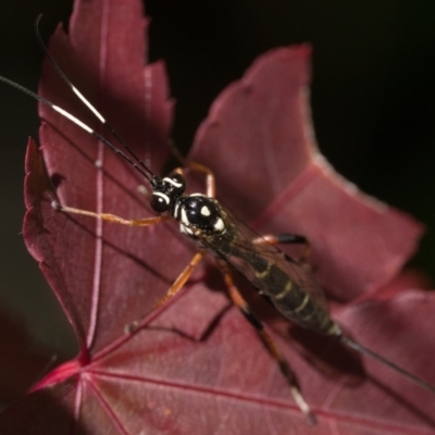 Xanthocryptus novozealandicus (Lemon tree borer parasite wasp) at Duffy, ACT - 19 Apr 2024 by patrickcox