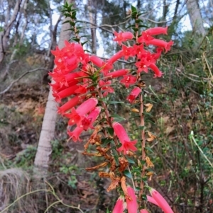 Epacris impressa (Common Heath) at Eden, NSW by Steve818