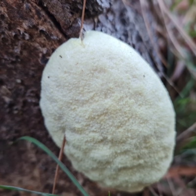 Myxomycete-plasmodium(class) (A slime mould) at Isaacs Ridge and Nearby - 28 Apr 2024 by Mike