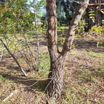 Fraxinus angustifolia subsp. angustifolia (Desert Ash) at Watson, ACT - 28 Apr 2024 by abread111