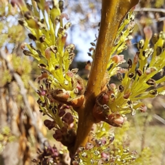 Fraxinus angustifolia subsp. angustifolia at Watson, ACT - 28 Apr 2024