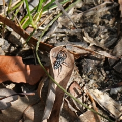 Nyssus albopunctatus (White-spotted swift spider) at Jervis Bay National Park - 19 Aug 2023 by RobG1