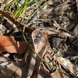 Nyssus albopunctatus at Jervis Bay National Park - 19 Aug 2023