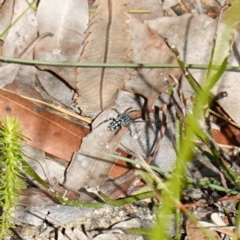 Nyssus albopunctatus at Jervis Bay National Park - 19 Aug 2023 10:10 AM