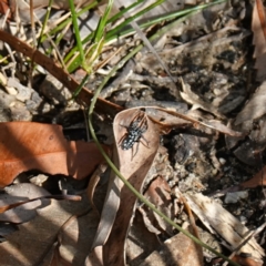 Nyssus albopunctatus at Jervis Bay National Park - 19 Aug 2023 10:10 AM