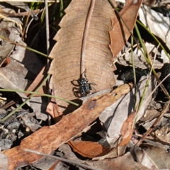 Nyssus albopunctatus at Jervis Bay National Park - 19 Aug 2023 10:10 AM