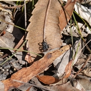 Nyssus albopunctatus at Jervis Bay National Park - 19 Aug 2023 10:10 AM