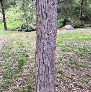 Eucalyptus fastigata at QPRC LGA - 28 Apr 2024