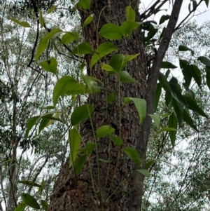 Eucalyptus fastigata at QPRC LGA - 28 Apr 2024