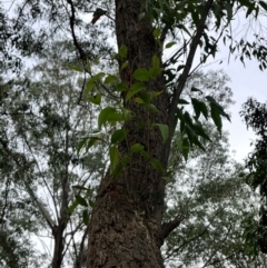 Eucalyptus fastigata at QPRC LGA - 28 Apr 2024