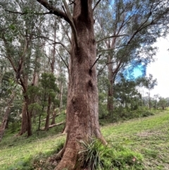 Eucalyptus (genus) (A Gum Tree) at QPRC LGA - 28 Apr 2024 by courtneyb