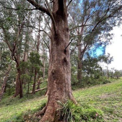 Eucalyptus dives at Harolds Cross, NSW - 28 Apr 2024 by courtneyb