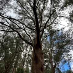 Eucalyptus sp. at QPRC LGA - 28 Apr 2024 02:03 PM