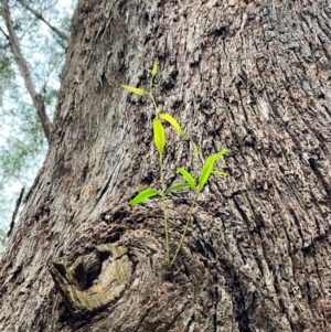 Eucalyptus sp. at QPRC LGA - 28 Apr 2024 02:03 PM