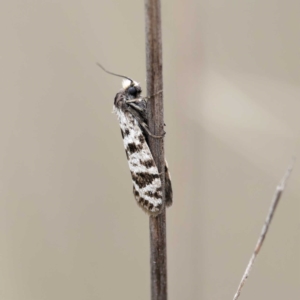 Lepidoscia (genus) ADULT at Campbell Park Woodland - 28 Apr 2024