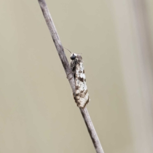 Lepidoscia (genus) ADULT at Campbell Park Woodland - 28 Apr 2024