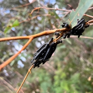 Perginae sp. (subfamily) at QPRC LGA - 28 Apr 2024