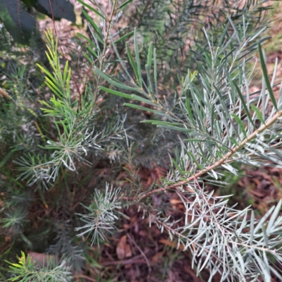 Acacia boormanii at Watson, ACT - 28 Apr 2024 by abread111