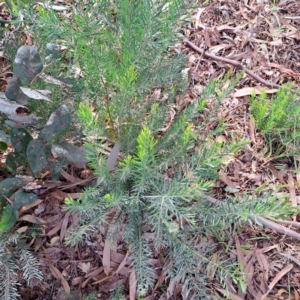 Acacia boormanii at Watson, ACT - 28 Apr 2024 02:28 PM