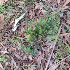 Acacia boormanii at Watson, ACT - 28 Apr 2024 02:28 PM