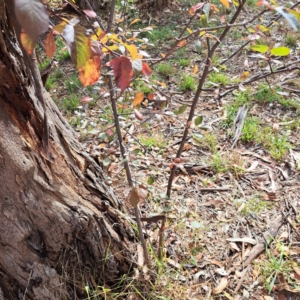 Prunus sp. at Watson, ACT - 28 Apr 2024