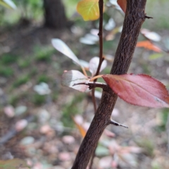 Prunus sp. at Watson, ACT - 28 Apr 2024