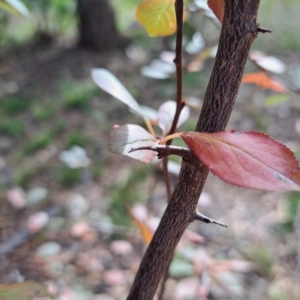 Prunus sp. at Watson, ACT - 28 Apr 2024 02:27 PM