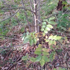 Fraxinus angustifolia subsp. angustifolia at Watson, ACT - 28 Apr 2024 02:23 PM