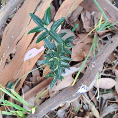 Olea europaea subsp. cuspidata (African Olive) at Hackett, ACT - 28 Apr 2024 by abread111