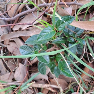 Viburnum tinus at Hackett, ACT - 28 Apr 2024 02:20 PM