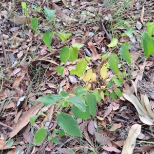 Celtis australis at Hackett, ACT - 28 Apr 2024 02:20 PM