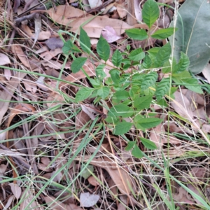 Fraxinus angustifolia subsp. angustifolia at Hackett, ACT - 28 Apr 2024 02:20 PM