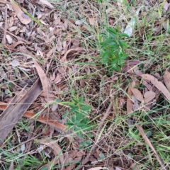 Ligustrum sp. (A Privet) at Hackett, ACT - 28 Apr 2024 by abread111