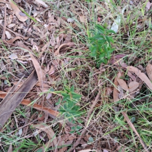 Ligustrum sp. at Hackett, ACT - 28 Apr 2024