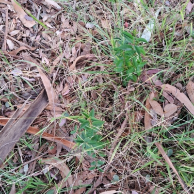 Ligustrum sp. (A Privet) at Hackett, ACT - 28 Apr 2024 by abread111