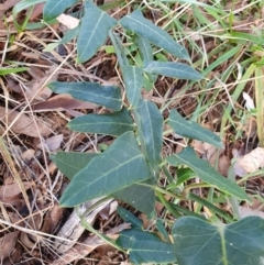 Araujia sericifera (Moth Plant) at Oakey Hill - 28 Apr 2024 by jmcleod