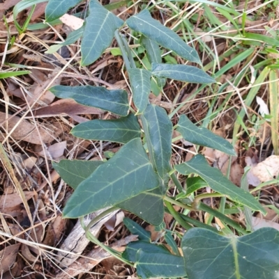 Araujia sericifera (Moth Plant) at Lyons, ACT - 28 Apr 2024 by jmcleod