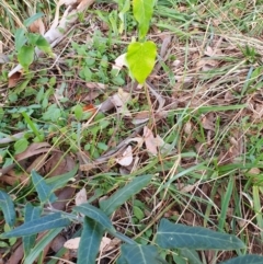 Araujia sericifera at Oakey Hill - 28 Apr 2024