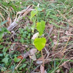 Araujia sericifera at Oakey Hill - 28 Apr 2024