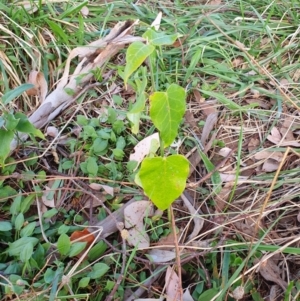 Araujia sericifera at Oakey Hill - 28 Apr 2024