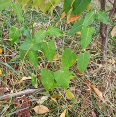 Araujia sericifera at Oakey Hill - 28 Apr 2024