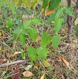 Araujia sericifera at Oakey Hill - 28 Apr 2024 02:38 PM