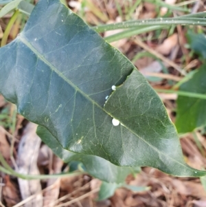 Araujia sericifera at Oakey Hill - 28 Apr 2024